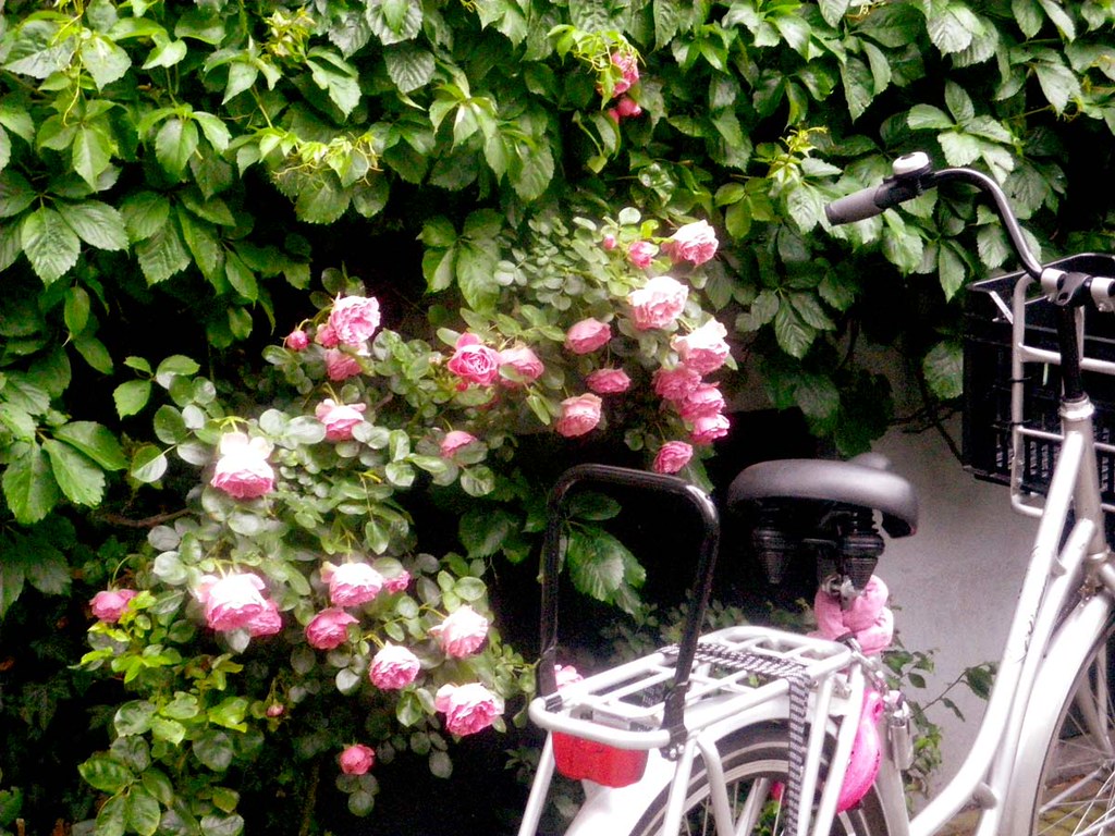 roses-and-bike