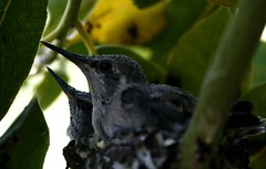 Hummingbird nests