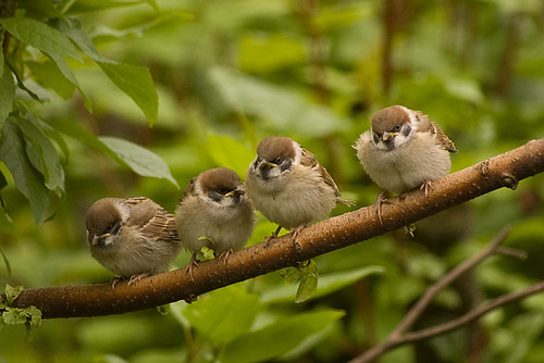 Tree Sparrows 3