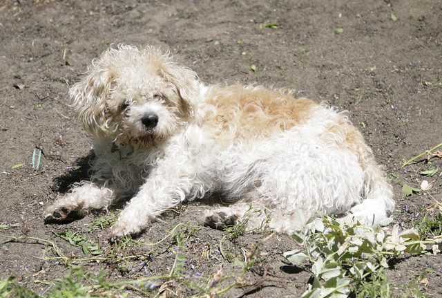 Dog in a warm patch of dirt.