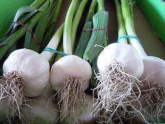 new garlic