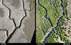 復育前後對照，原生鹽沼植物覆蓋在鹽沼新生地上（資料來源：http://www.southbayrestoration.org/）