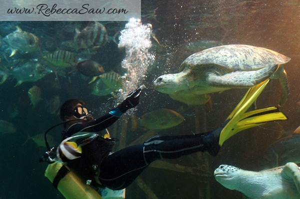 Singora Tram Tour - songkhla aquarium thailand-013