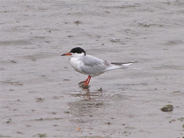Forster's Tern at White Oak Park in Bloomington, IL 03