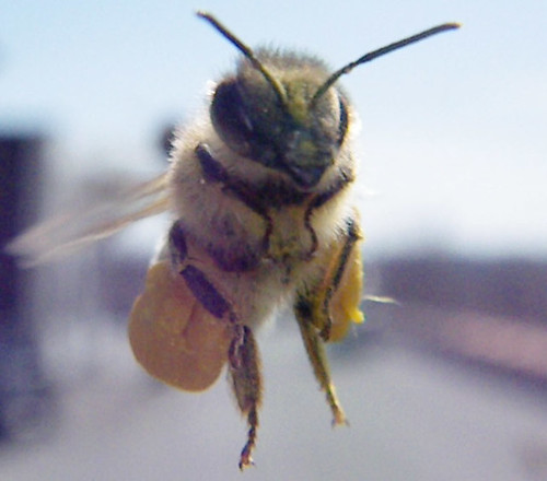 full pollen basket on honey bee
