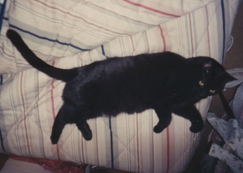 My cat Garfield - 1981-1997.