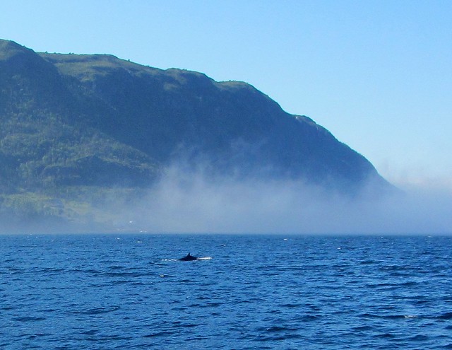 Whale on Bonne Bay