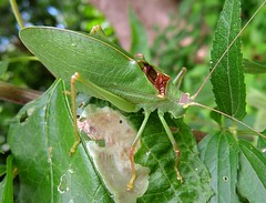 Grasshoppers, Katydids, Crickets