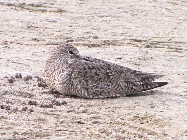 Willet at Fort DeSoto in Pinellas County, FL 04