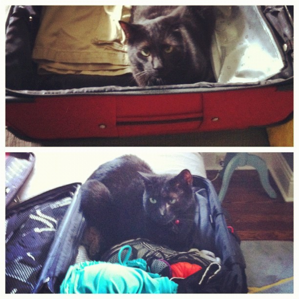 Gibby wants to go to the beach. He tried to fit in each of our suitcases.