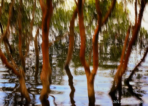 ICM: Mangroves by andiwolfe (I'm back!)