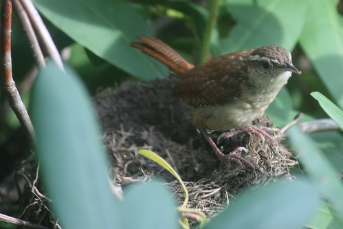 carolina wren checks out old robin nest