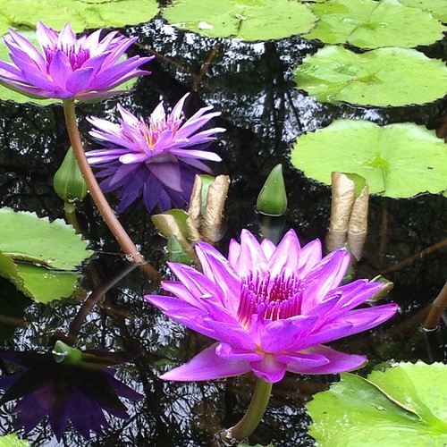 Day 11 - Purple #photoadayaug #Waterlilies @BBGardens #nofilter #flowers