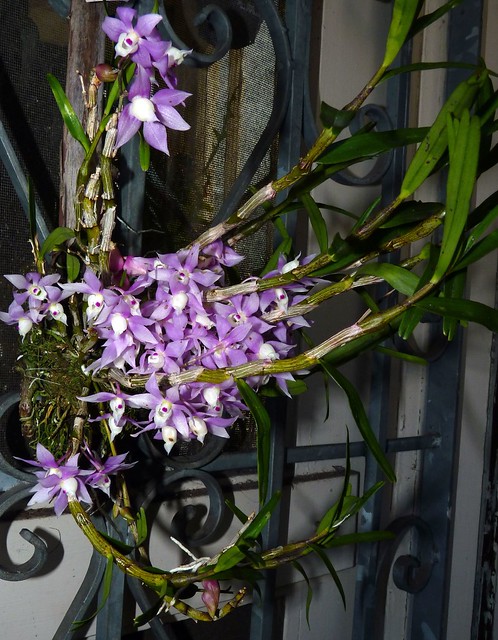Dendrobium hercoglossum species orchid