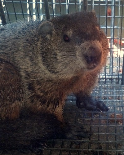 The groundhog caught in a trap