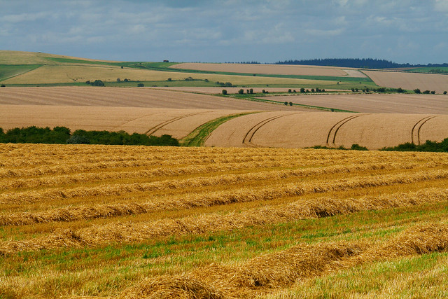 Wiltshire-fields