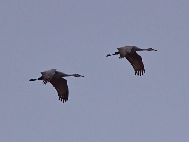 Sandhill Cranes 3-20121103