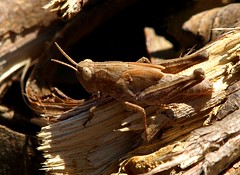 Grilos e Gafanhotos | Grashoppers and Crickets