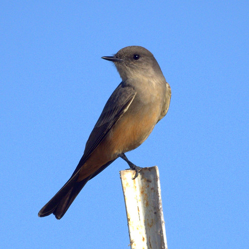 Say's Phoebe by Mike's Birds