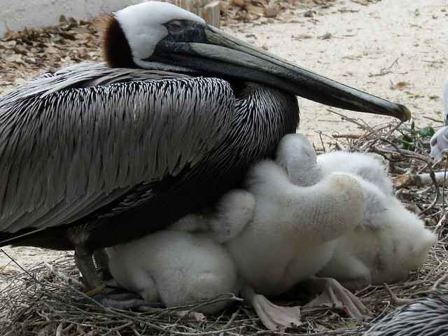 Baby Brown Pelicans
