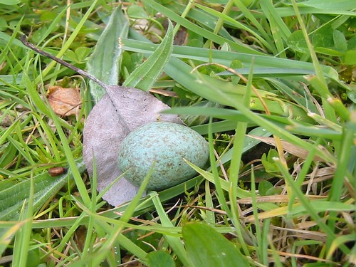 lost egg