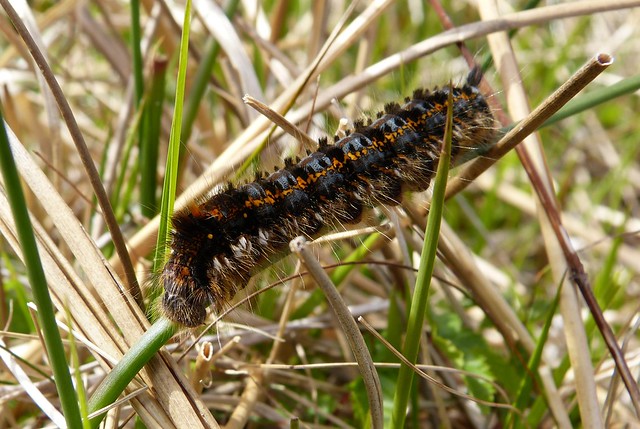 27026 - Lackey Moth Caterpillar, Isle of Mull