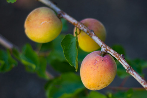 Blenheim Apricots