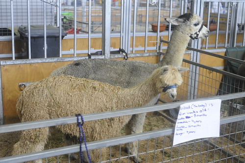 Easter Show 2012