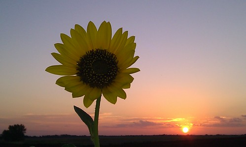 Not all sunflowers face the sun.