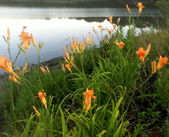 Daylilies and River by randubnick