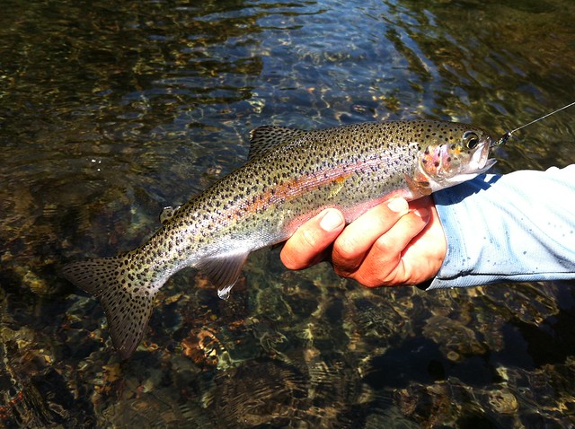 McKenzie River Rainbow Trout