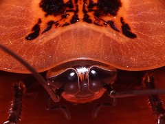 Cockroach (order Blattaria)