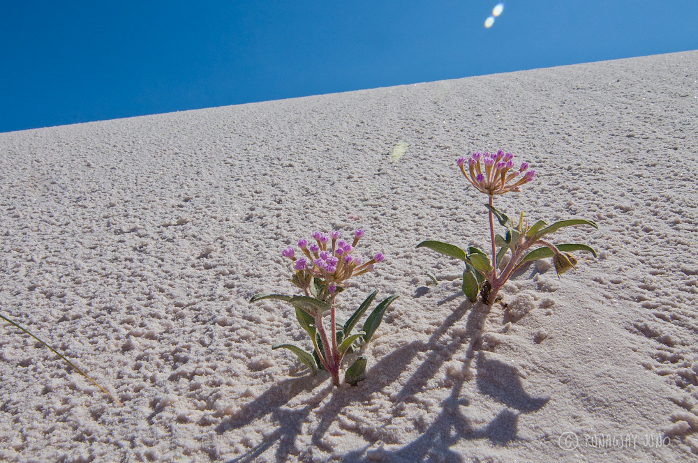 Flowers on the white sand dunes