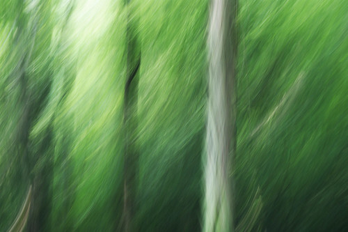  無料写真素材, 自然風景, 森林, 樹木, 緑色・グリーン  