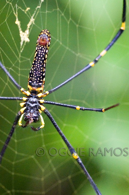 Maconacon Forest Carabao Spider III