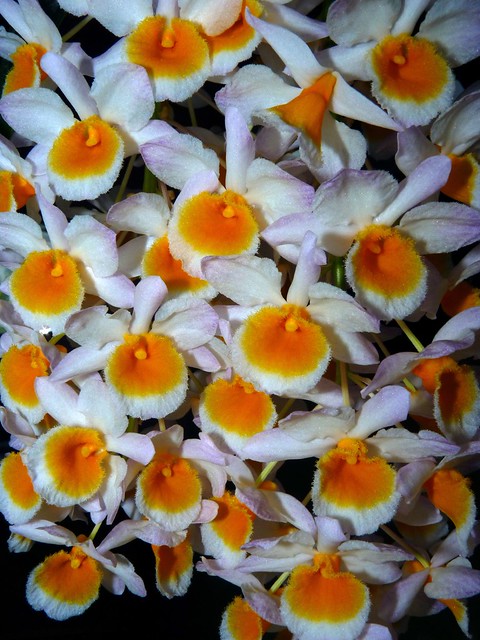 Dendrobium farmeri species orchid 7-12