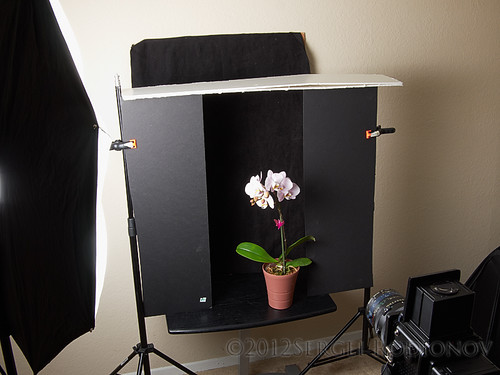 3 views of Orchid - setup 1