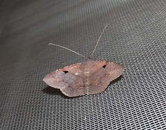 Moth (Vv)