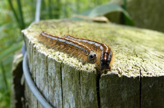 27461 - Lackey Moth Caterpillars