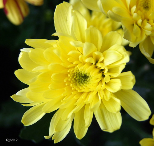 Chrysanthemum by gypsie2 ~