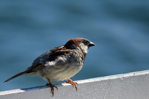 House Sparrow in San Diego
