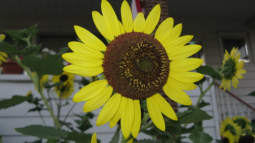 Beautiful Sunflower plants.  Elmwood Park Illinois. July 2012. by Eddie from Chicago