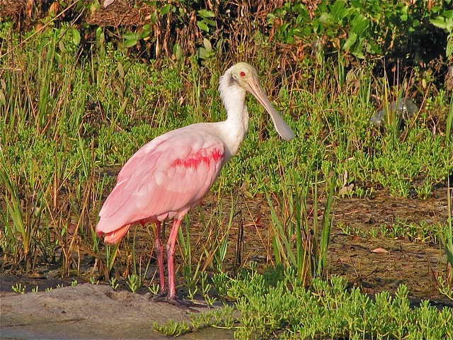 Roseate Spoonbill at Maximo Point in Pinellas County, FL 06