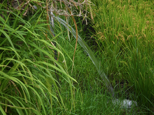 豐濱擁有豐富的水資源，挹注到田中可有效阻隔雜草。