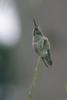 Anna's
Hummingbird