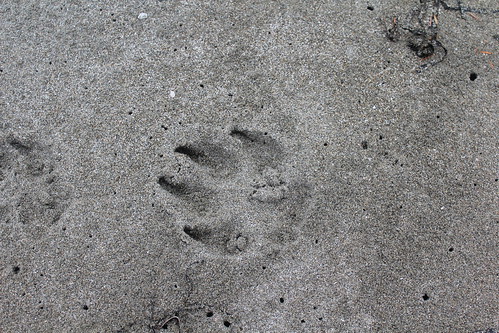Wolf Print In The Sand