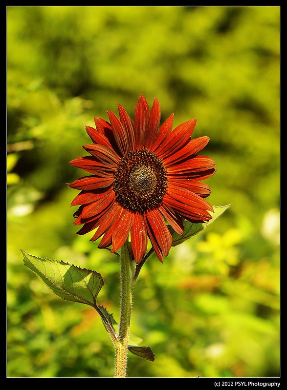 Dark Sun Flower