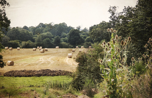View to the farmyard
