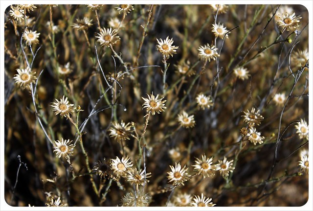 southern arizona desert flowers