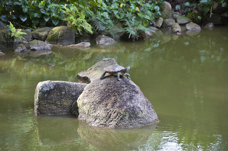 Черепаха на камне посреди пруда в Сингапуре